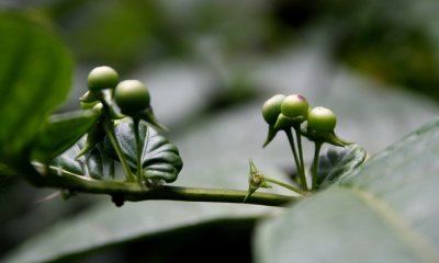 Cloud Forest