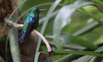 Green Crowned Brilliant (hummingbird)