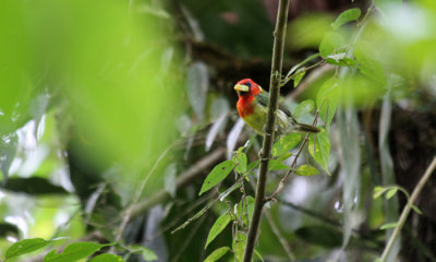 Scarlet Crowned Barbet