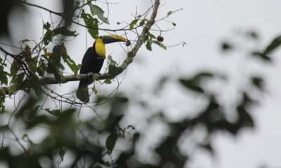 Chestnut-mandibled Toucan