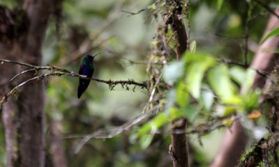 Hummingbird sp.