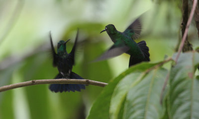 Hummingbird sp.