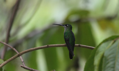 Hummingbird sp.
