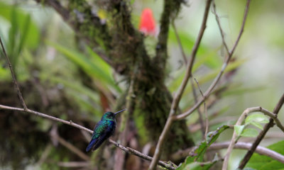 Green Crowned Brilliant (hummingbird)