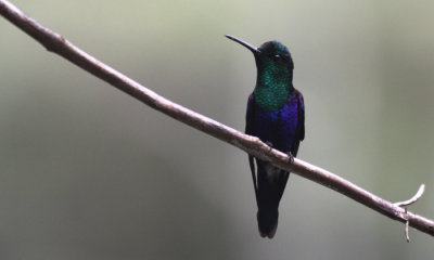Green Crowned Brilliant (hummingbird)