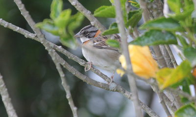 Rufous-collared Sparrow