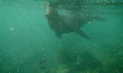 Galapagos sea lion