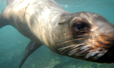 Galapagos sea lion
