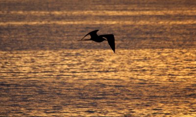 Frigate Bird