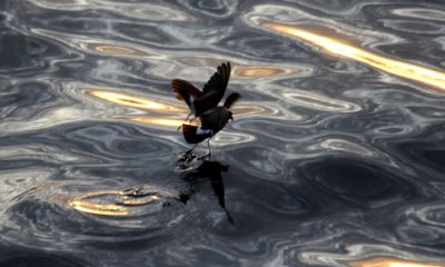 White Vented StormPetrel