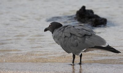 Lava Gull