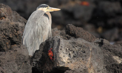 Great Blue Heron with Sally Lightfoot