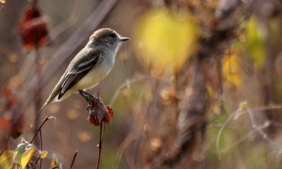 Galapagos Flycatcher