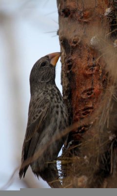 Cactus Finch