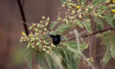 Galapagos Carpenter Bee