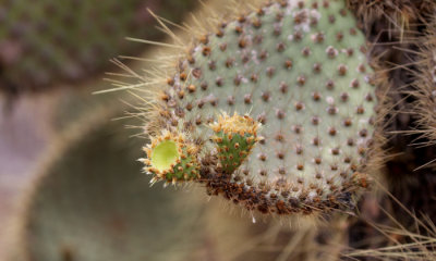 Prickly Pear Cactus sp