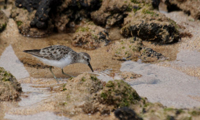 Sanderling