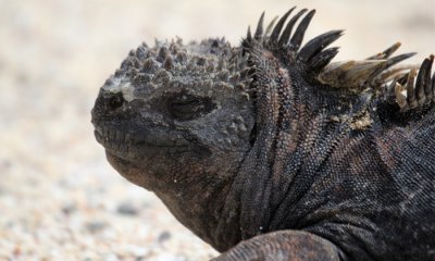 Marine Lizard