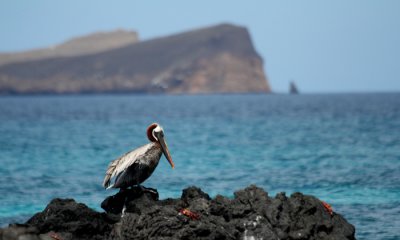 Galapagos Brown Pelican
