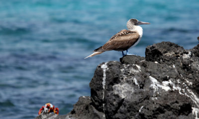 Blue-footed Booby with Sally Lightfoot