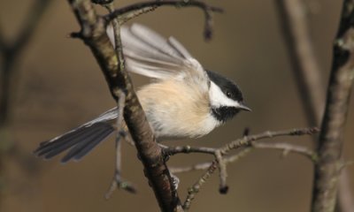 Black-capped Chickadee