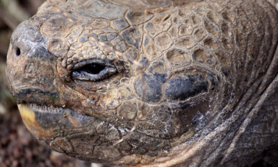 Galapagos Tortoise (G. e. chathamensis)