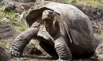 Galapagos Tortoise (G. e. chathamensis)