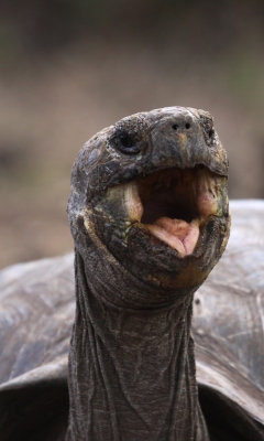 Galapagos Tortoise (G. e. chathamensis)