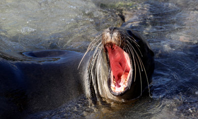 Galapagos Sea Lion