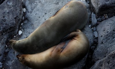 Galapagos Sea Lion