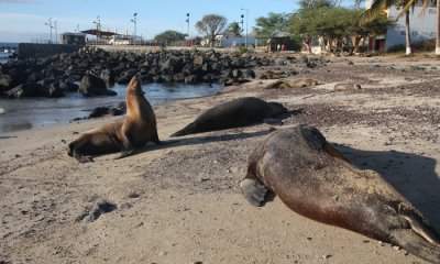 Galapagos Sea Lion