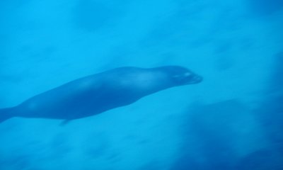 Galapagos Sea Lion