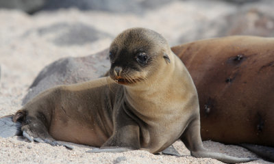 Galapagos Sea Lion