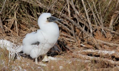 Blue-footed Booby