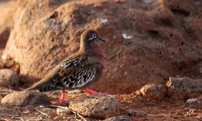 Galapagos Dove