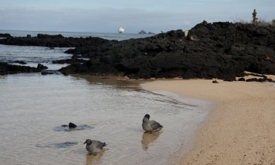 Lava Gulls