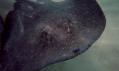 Atlantic Southern Stingray