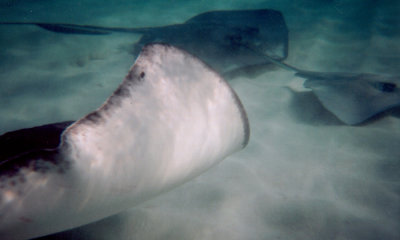 Atlantic Southern Stingray