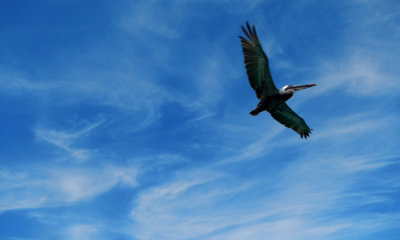 Galapagos Brown Pelican