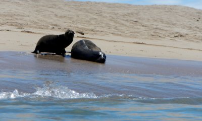 Galapagos Sea Lion