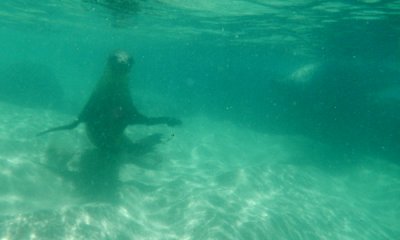 Galapagos Sea Lion