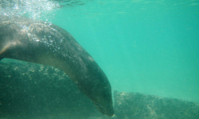 Galapagos Sea Lion