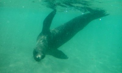 Galapagos Sea Lion