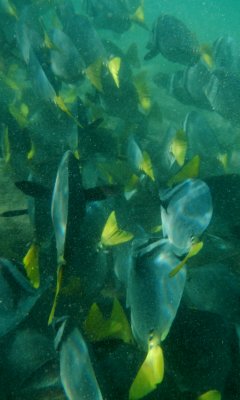 Razor Surgeonfish