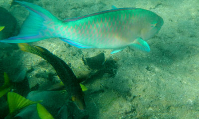 Parrot Fish