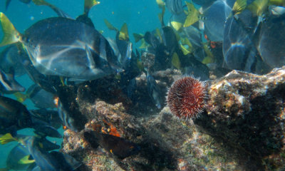  White Sea Urchin, Razor Surgeonfish