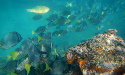 Razor Surgeonfish with Parrot Fish