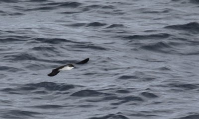 Galapagos Shearwater