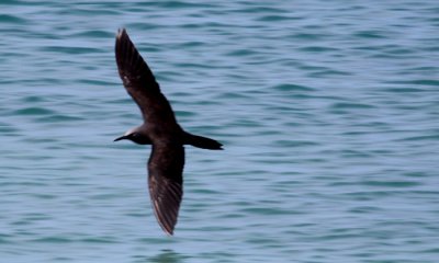 Brown Noddy