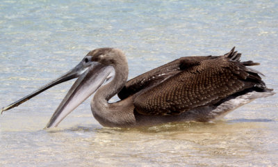 Galapagos Brown Pelican